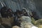 Group of Mahale Mountain Chimpanzees at LA Zoo chimps hang out on a rock and eat