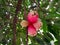 Group of Malay Rose Apple or Plumrose Fruits (Syzygium Malaccense)