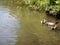 A group of male ducks on the rivers water