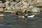 A group of male and female mallard ducks plunge in a love game in the springtime river Vit near the town Teteven