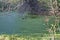 Group male and female of mallard ducks swim on a autumnal lake with green duckweed and eat, South park