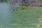 Group male and female of mallard ducks swim on a autumnal lake with green duckweed and eat, South park