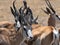 A group of male Impala Antelopes Aepyceros melampus in Nxai Pan National Park, Botswana