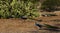 Group of male peacocks