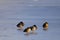 Group of Mallard Duck birds on ice of frozen wetlands during early spring period