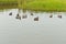 Group of mallard duck swimming in backwater of a barrier island on a cloudy, autumn afternoon