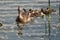 A group of mallard ducklings follow their mother into the lake