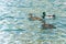 Group of mallard ducks, male and females, floating on water. Beautiful green-blue water with sun reflections
