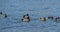 Group of mallards , Anas platyrhynchos and eurasian coot.. Flock of birds swimming on a lake