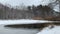 Group of Mallards ducks swimming on frozen pond in winter time