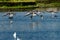 Group of Mallards Landing on a Lake