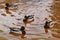 A group of mallards swim in the murky water of the Bridgewater and Taunton canal in Somerset on an overcast autumn day