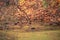 Group of mallards swimming in a pond overgrown with duckweed and colorful fallen leaves on its bank. Autumn landscape with bright