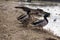 Group of mallards, wild ducks on the river bank