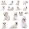 Group of maltese dog