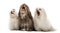 Group of Maltese dogs, yawning, sitting in a row