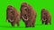 Group Mammoth Real Fur Walkcycle Jurassic Front Green Screen 3D Rendering Animation