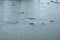 Group of manatees floating near the surface, Merritt Island, Flo