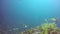 Group Manta ray relax underwater in striped snapper school fish in ocean.