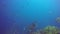 Group Manta ray relax underwater in striped snapper school fish in ocean.