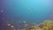 Group Manta ray relax underwater in striped snapper school fish in ocean.