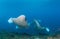 A group of manta rays