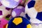 Group of many colored plush balls for football game. Toys for kids and domestic animals