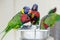 Group of many few lorikeet parrots feeding from a bowl in zoo. Beautiful wild tropical animals birds eating nectar. Beauty of