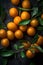Group of many Kumquat with seamless background, waterdrops, close of view, overhead angle Shot
