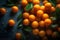 Group of many Kumquat with seamless background, waterdrops, close of view, overhead angle Shot