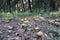 Group of many mushrooms boletuses growing on forest floor from green moss, edible fungus Velvet Bolete Suillus variegatus