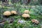 Group of many mushrooms boletuses growing on forest floor from green moss, edible fungus Velvet Bolete Suillus variegatus