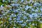 Group of many small blue forget me not or Scorpion grasses flowers, Myosotis, in a garden in a sunny spring day, beautiful outdoor