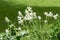 Group of many small white flowers of Lilium or Lily plant in a British cottage style garden in a sunny summer day, beautiful outdo