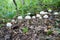 Group of many white mushrooms growing in forest, potentially poisonous fungus Shaggy parasol - Chlorophyllum rhacodes, late summer