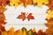 Group of maple leaves on white wooden background. Autumn concept