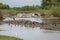 Group of marabou stork (Leptoptilos crumenifer) on small island in river, with green foliage in background