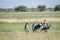 Group of Marabou storks in the high grass.