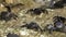 Group of marbled rock crab or runner crab pachygrapsus marmoratus fabricius, 1787