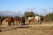 Group of mares with their foals in the marshes of RocÃ­o, Spain