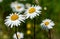 Group of marguerite flowers in sunlight