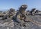 Group of Marine Iguanas soaking up the sunshine