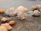 Group of marine shells in the shore