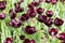 Group maroon dark red wine tulips, cultivated varietal tulips dark color. flowers almost black tulips