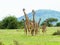 Group of Masai Giraffe