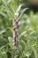 Group of mature Azalea Caterpillars on a branch