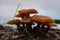 Group of mature orange toadstool mushrooms with wide wet convex caps