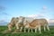 Group of meat cows, blonde d`aquitaine, eating hay