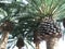 Group of Mediterranean Palm Tree Closeup.