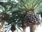Group of Mediterranean Palm Trees Closeup.
